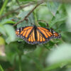 guatemala butterfly