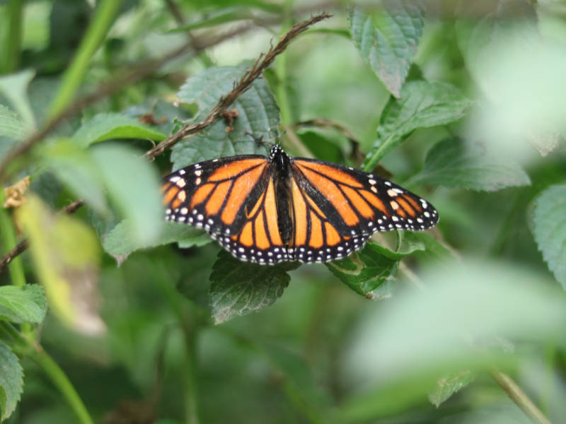 guatemala butterfly