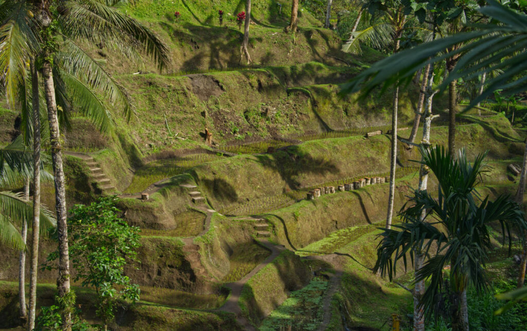 ubud rice terrace