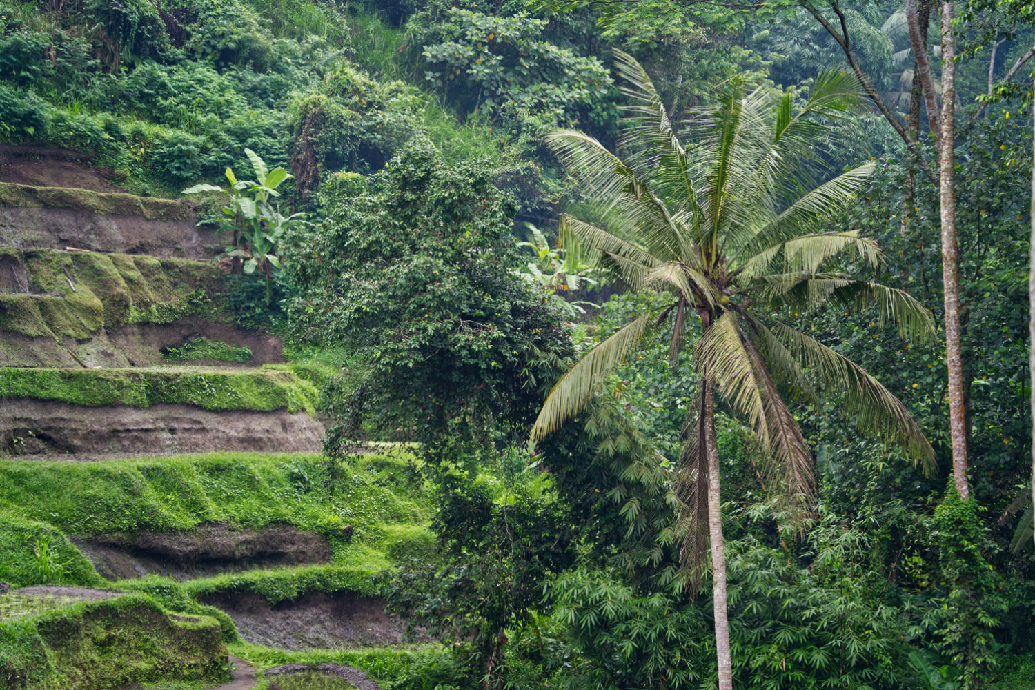 Rice Terraces